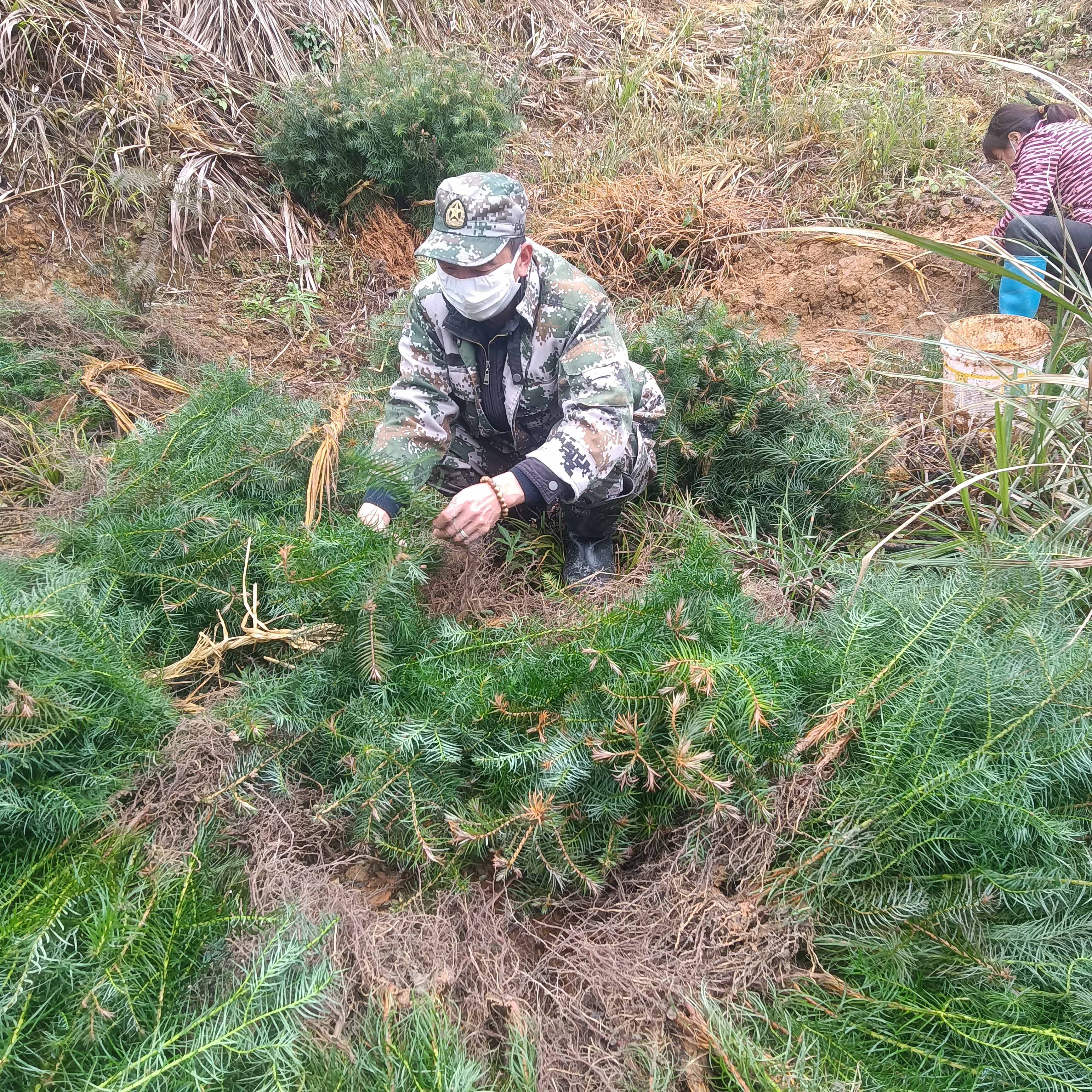 春風(fēng)拂綠，萬象更新，植樹造林正當(dāng)時(shí)